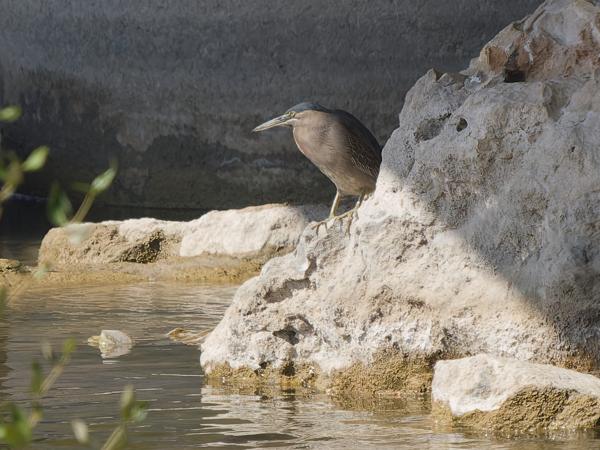 <h3>Butorides striata / Striated heron / Mangrovereiger</h3>OM-1 Mark II with OLYMPUS M.150-400mm F4.5 TC, 1/2000 sec at F5.6, ISO 1000, distance 81.9 m